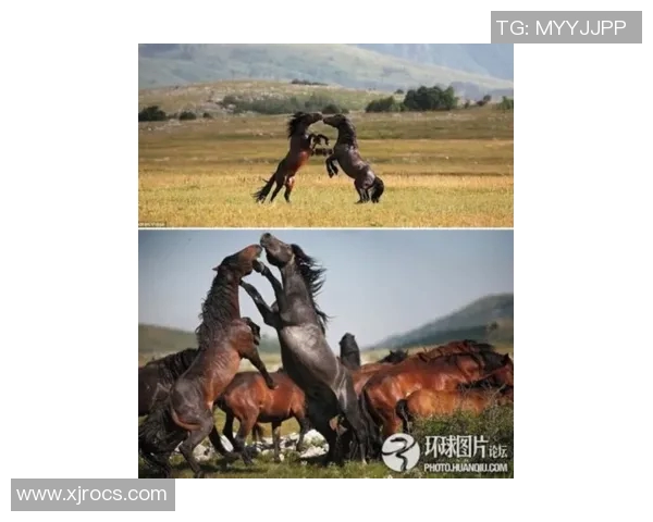 木浦市与中浪野马激战正酣谁能在这场较量中笑到最后